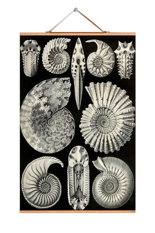 Ernst Heinrich Philipp August Haeckel Poster No 14 eicie EINZELSTÜCK